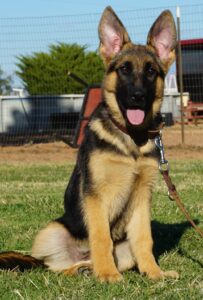 A german shepherd puppy sitting in the grass.