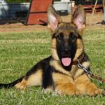A german shepherd dog laying in the grass.