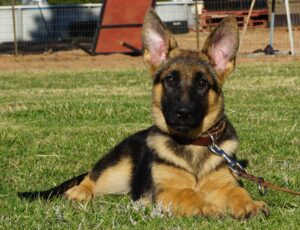 A german shepherd puppy laying in the grass.