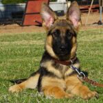 A german shepherd puppy laying in the grass.