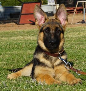 A german shepherd puppy laying in the grass.