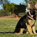 A german shepherd sitting in the grass with its tongue hanging out.