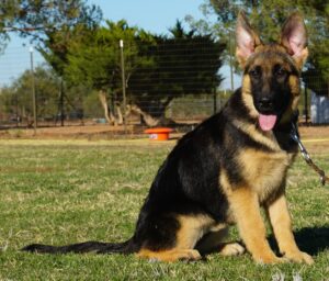 A german shepherd sitting in the grass with its tongue hanging out.