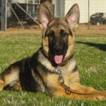 A german shepherd dog laying in the grass.