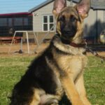 Zauberberg German Shepherd Female
