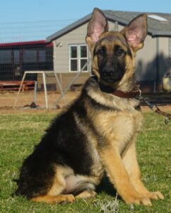 Zauberberg German Shepherd Female
