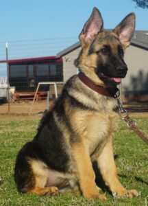 worldwide German Shepherd puppy from Zauberberg