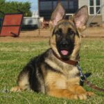 Zauberberg Female Shepherd Available