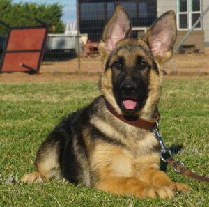 Zauberberg Female Shepherd Available