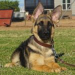 Arizona German Shepherd breeder Zauberberg