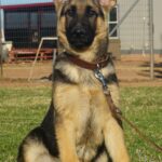 Shepherd available