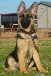 Shepherd available