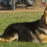 A german shepherd laying in the grass.