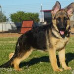 German Shepherd from Zauberberg in Arizona