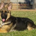 A german shepherd laying in the grass with its tongue hanging out.
