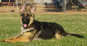 A german shepherd laying in the grass with its tongue hanging out.
