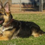 A german shepherd laying in the grass with its head up.