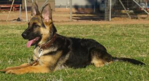 A german shepherd laying in the grass with its head up.