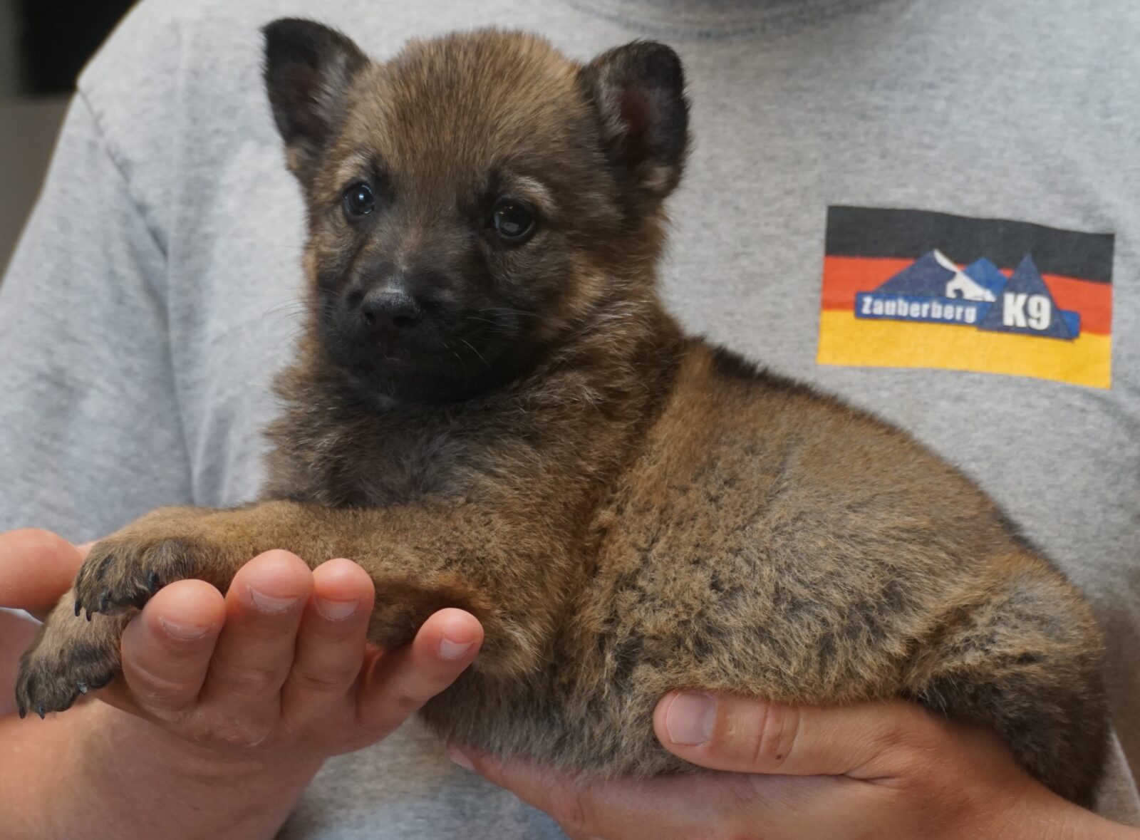 puppy photo