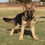 Shepherd puppy