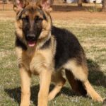 Zauberberg Shepherd
