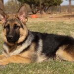Shepherd available in Arizona