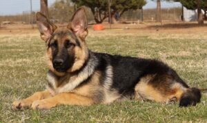 Shepherd available in Arizona