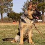 Zauberberg Shepherd Puppy in Arizona