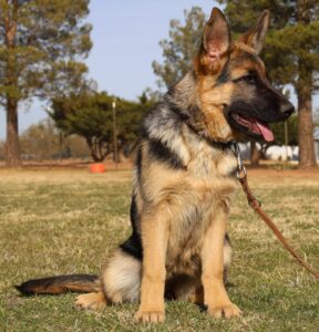 Zauberberg Shepherd Puppy in Arizona