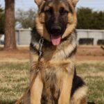 Zauberberg K9 Arizona Puppy Photo