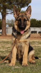 Zauberberg K9 Arizona Puppy Photo
