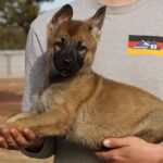 Shepherd picture update