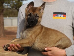 Shepherd picture update