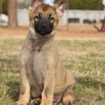 Purebred German Shepherd in Arizona