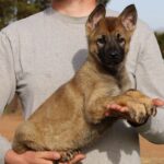 Arizona German Shepherd puppy