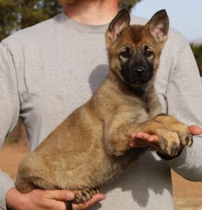 Arizona German Shepherd puppy