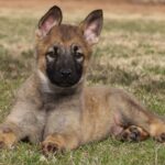 German Shepherd puppy for sale in Arizona