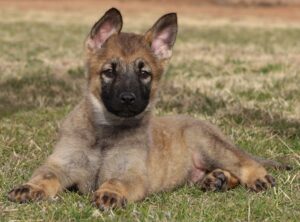 German Shepherd puppy for sale in Arizona
