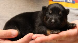 Tiny puppy sleeping in person's hands.