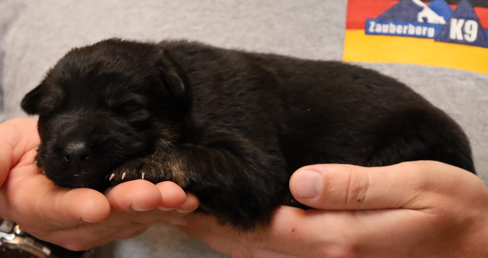 Shepherd puppy