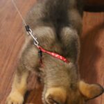 Shepherd puppy eating