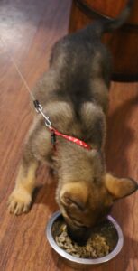 Shepherd puppy eating