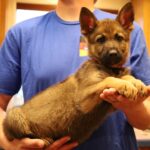 Sable shepherd Tucson