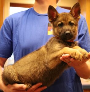 Sable shepherd Tucson