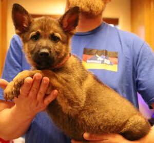 Tucson German Shepherd