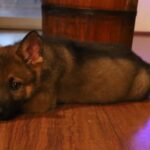 Zauberberg Puppy Tucson AZ
