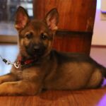 Zauberberg Puppy available in Tucson AZ