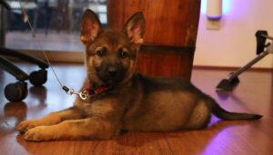 Zauberberg Puppy available in Tucson AZ