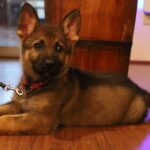 Tucson German Shepherd