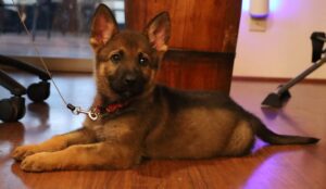 Tucson German Shepherd